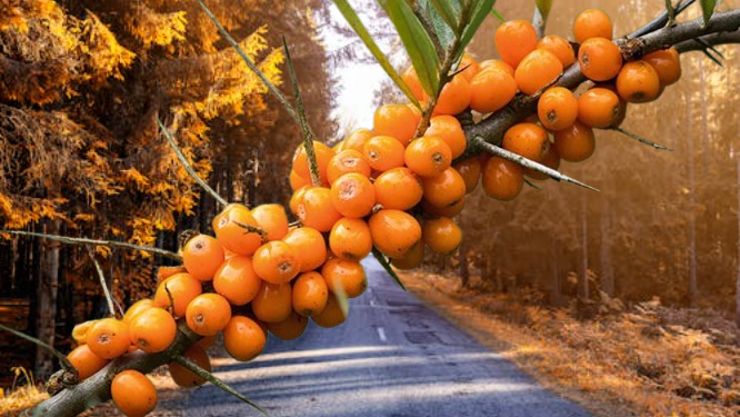 Sea Buckthorn The Golden Herb From The Himalayan Mountains Of Ghizer Valley
