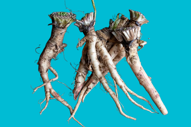 Dandelion Roots: Nature’s Miracle Herb from the Himalayan Mountains