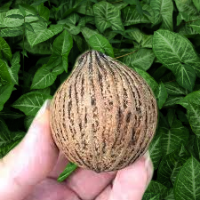 Jungli Garlic The Wild and Potent Herb of Gilgit-Baltistan